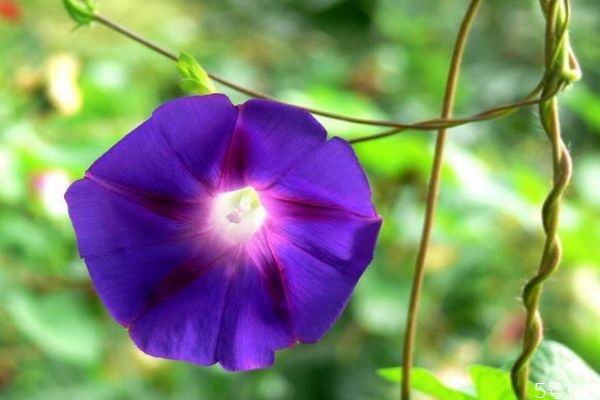 牽牛花的花語是什么呢 牽?；ǖ姆N植要注意什么呢