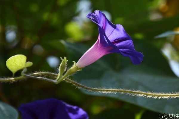 牽?；ǖ幕ㄕZ是什么呢 牽牛花的種植要注意什么呢