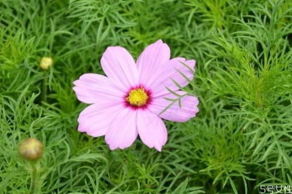 波斯菊的花語(yǔ)是什么呢 波斯菊的花期是什么時(shí)候呢