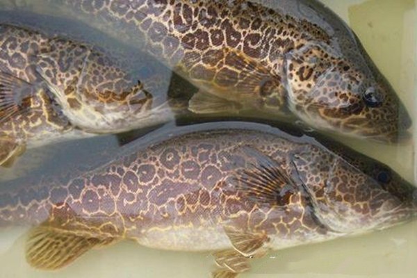 鱖魚(yú)和鱸魚(yú)能混養(yǎng)嗎 鱖魚(yú)和鱸魚(yú)哪個(gè)營(yíng)養(yǎng)好