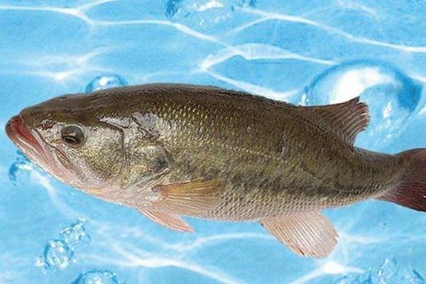 鱖魚(yú)和鱸魚(yú)能混養(yǎng)嗎 鱖魚(yú)和鱸魚(yú)哪個(gè)營(yíng)養(yǎng)好