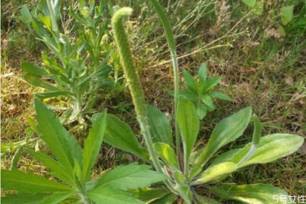 車(chē)前草是一種什么植物呢 車(chē)前草有什么作用呢