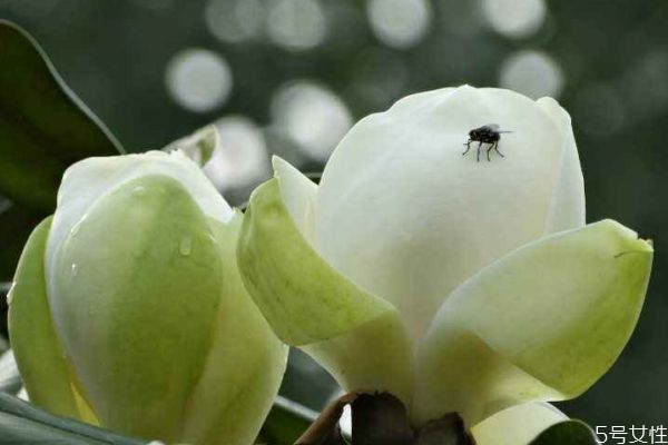 廣玉蘭的花期是什么時候呢 廣玉蘭應該怎么種植呢
