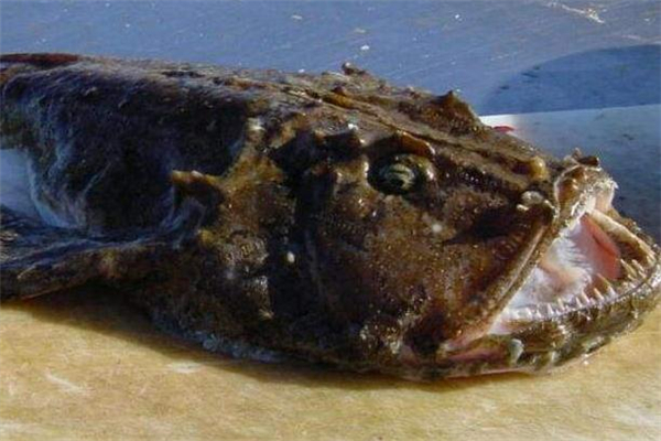 安康魚(yú)是什么魚(yú) 安康魚(yú)的功效與作用