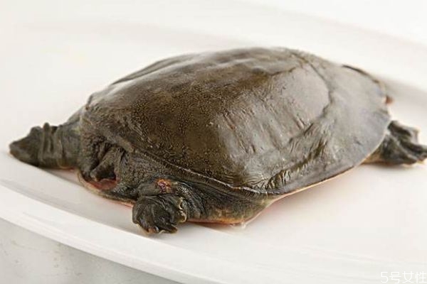 甲魚是魚嗎 甲魚有什么營養(yǎng)價(jià)值呢