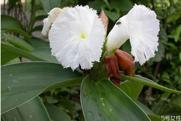 閉鞘姜的花語(yǔ)是什么呢 閉鞘姜的種植有什么注意的呢