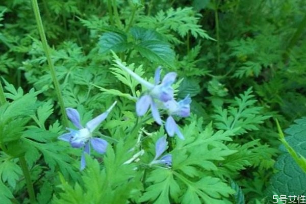 還亮草的花語(yǔ)是什么呢 還亮草的病蟲(chóng)害防治怎么弄呢