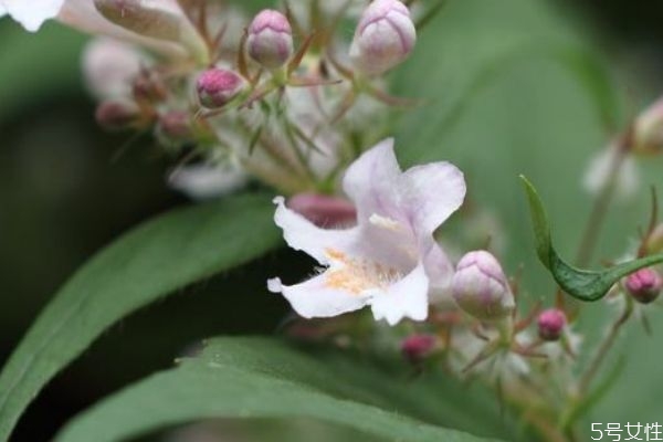 猬實(shí)的花語是什么呢 猬實(shí)的種植有什么注意的呢