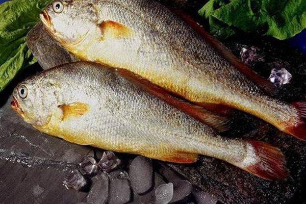 怎么挑選新鮮的黃魚(yú) 黃魚(yú)是黃花魚(yú)嗎