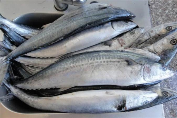 吃鲅魚會(huì)過敏嗎 吃鲅魚過敏怎么辦