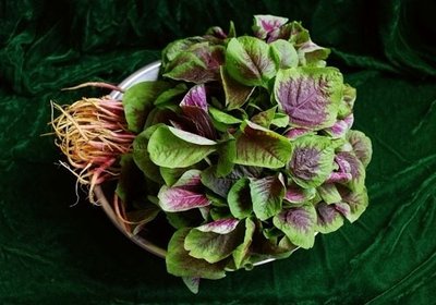 紅莧菜的功效與作用 紅莧菜是什么季節(jié)的菜