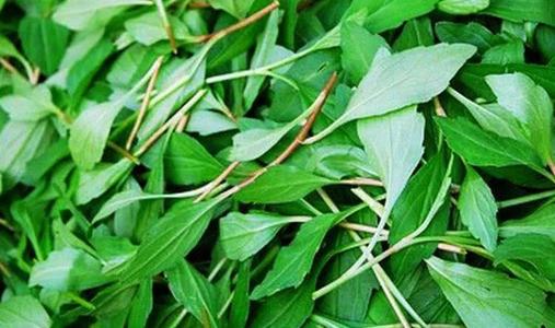 馬蘭頭什么季節(jié)吃 馬蘭頭過(guò)季了還能吃嗎