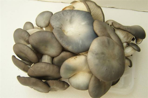 吃了發(fā)霉的平菇怎么辦 怎么看平菇有沒(méi)有發(fā)霉