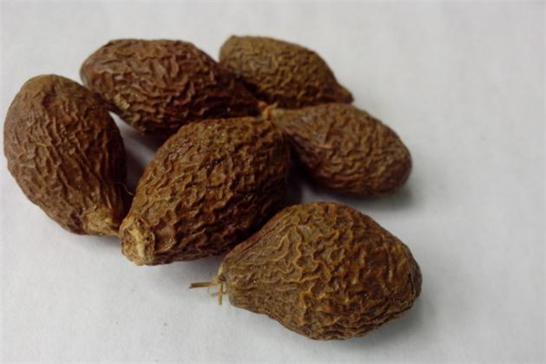 胖大?？梢灾温匝恃讍?胖大海可以治咳嗽嗎