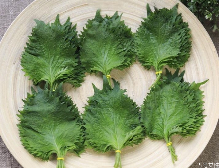 蘇子葉如何長(zhǎng)期保存 蘇子葉的功效與作用