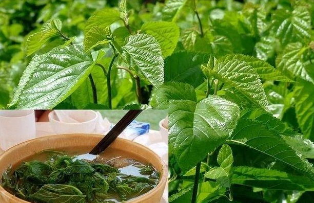 喝桑葉茶能減肥嗎?有什么副作用？
