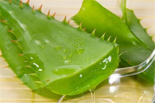 蘆薈能吃嗎 蘆薈對(duì)人體有什么好處