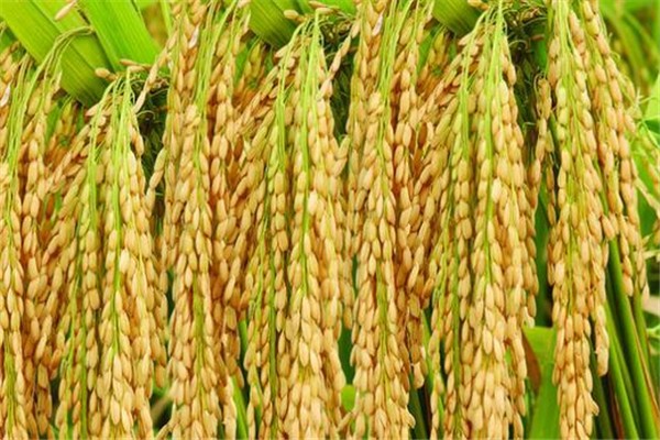 袁隆平超級(jí)雜交水稻移栽沖擊世界紀(jì)錄 雜交水稻原理