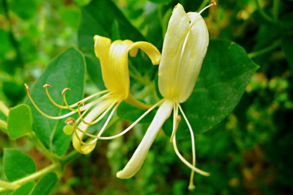 金銀花對(duì)濕疹有作用嗎 金銀花對(duì)肺結(jié)節(jié)有什么好處