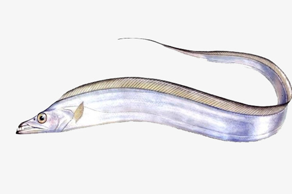 帶魚(yú)怎么處理干凈 帶魚(yú)怎么做不腥