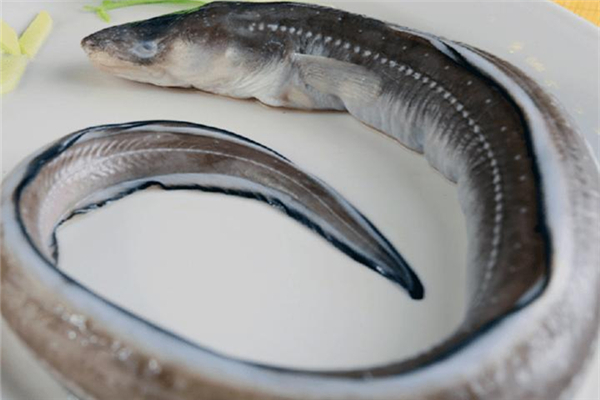 鰻魚是海魚還是淡水魚 鰻魚怎么做好吃又簡(jiǎn)單