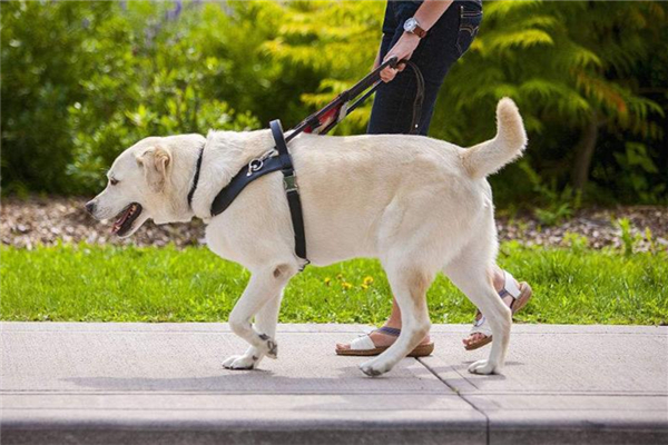 導盲犬可以進入公共場所嗎 導盲犬一般是什么品種