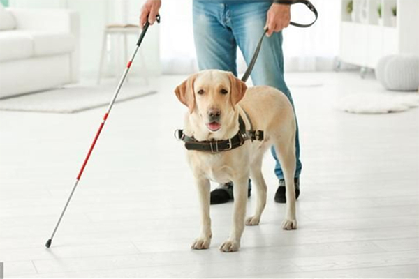導盲犬可以進入公共場所嗎 導盲犬一般是什么品種