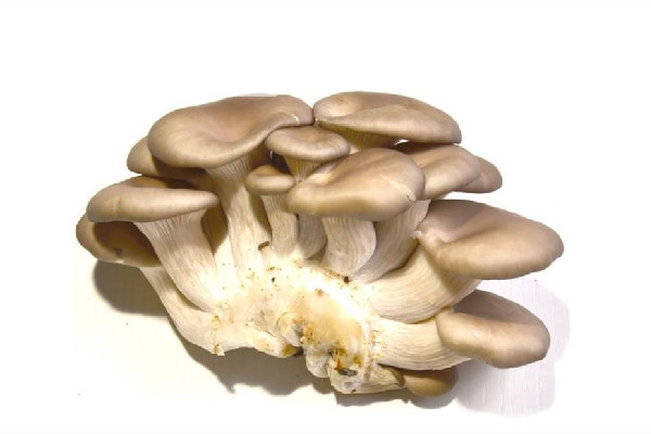 姬菇和平菇的區(qū)別 姬菇和平菇哪個(gè)營養(yǎng)價(jià)值高