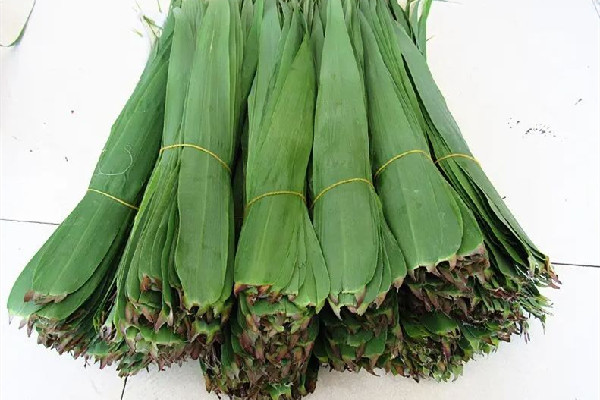 粽葉是新鮮的好還是干的好 粽葉買(mǎi)回來(lái)怎么處理