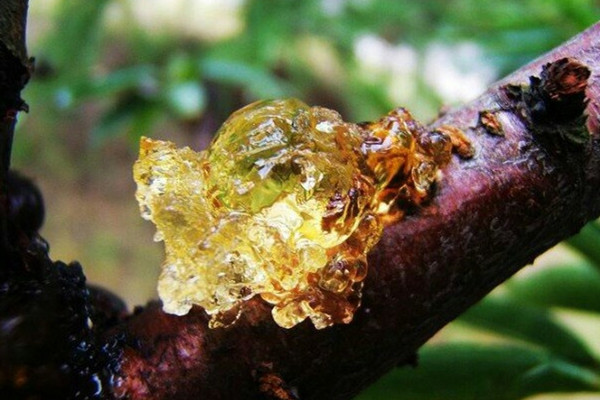 桃膠可以從樹(shù)上摘下直接吃嗎 桃膠怎么煮好吃又營(yíng)養(yǎng)