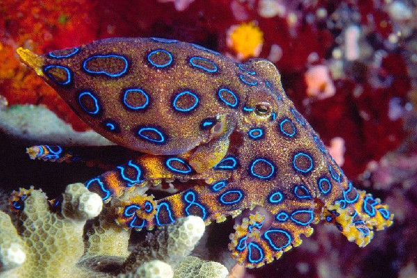 網(wǎng)友稱(chēng)吃火鍋遇劇毒藍(lán)環(huán)章魚(yú) 藍(lán)環(huán)章魚(yú)煮熟了還有毒嗎