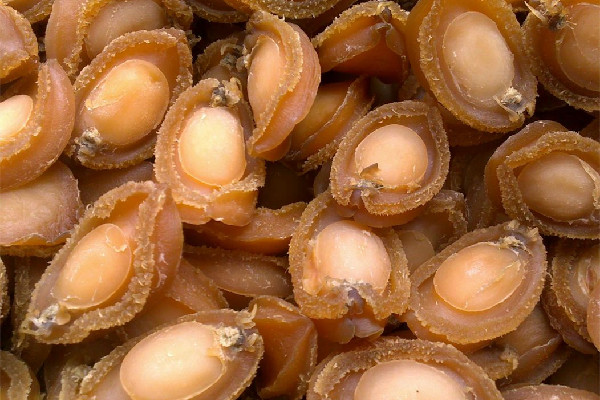 干鮑魚有什么營養(yǎng)價(jià)值 干鮑魚對(duì)人體有什么好處