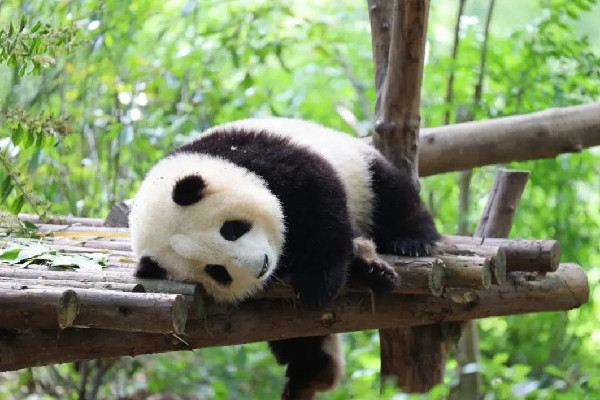 飼養(yǎng)員用竹竿打熊貓暖暖園方回應(yīng) 熊貓是國家?guī)准?jí)保護(hù)動(dòng)物